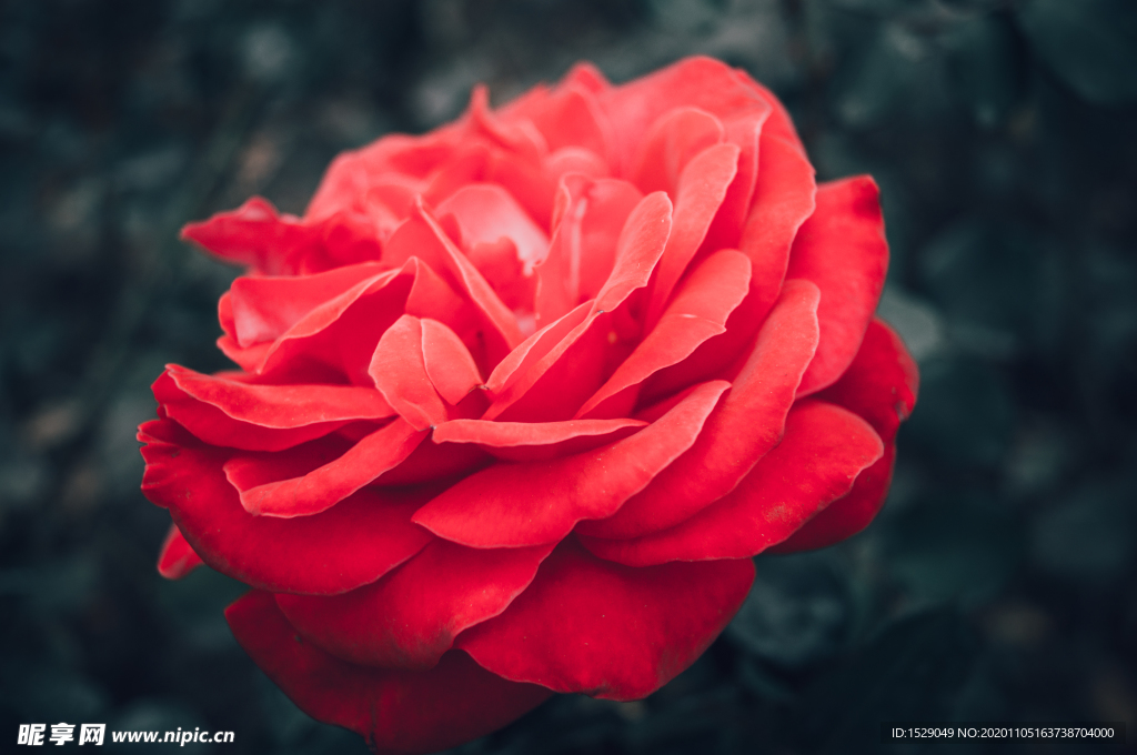花朵高清