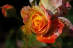 玫瑰花