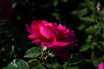 玫瑰花