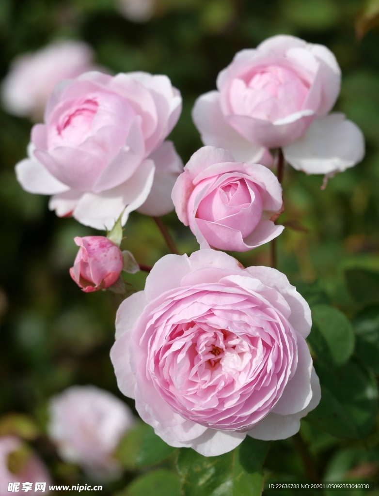 玫瑰花