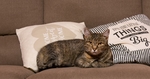 家猫