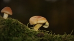 野生蘑菇
