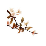花