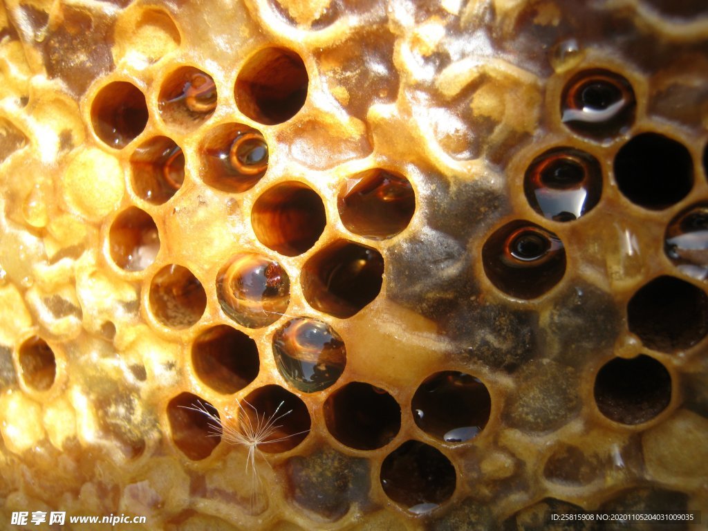 观察黄蜂巢内，黄蜂正在出现高清摄影大图-千库网