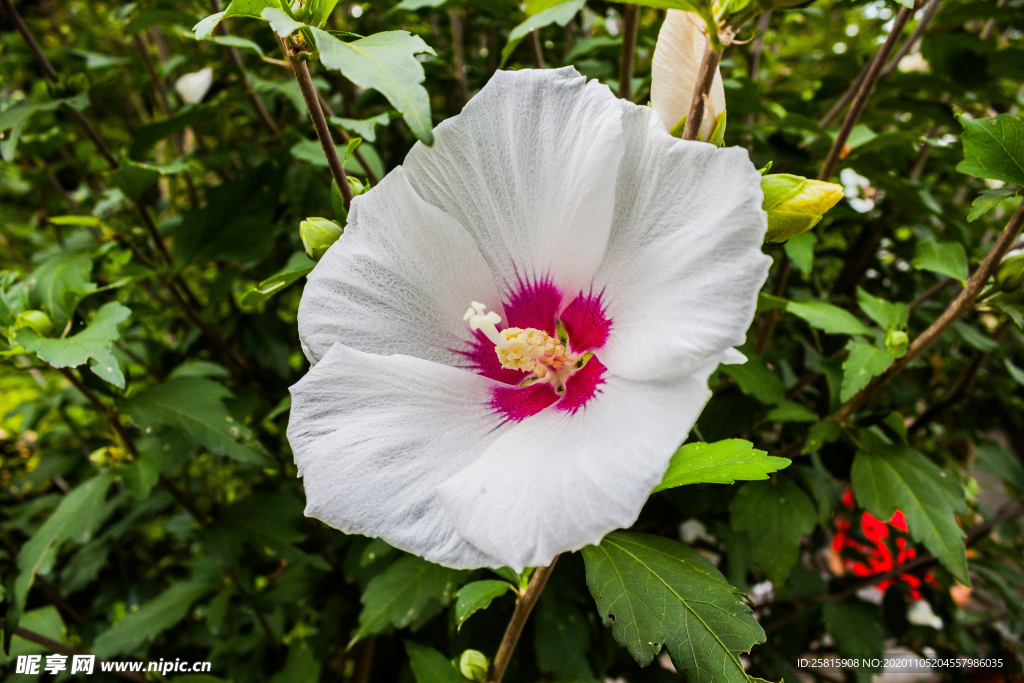 芙蓉花