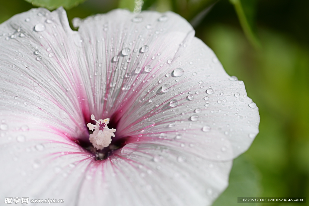 芙蓉花