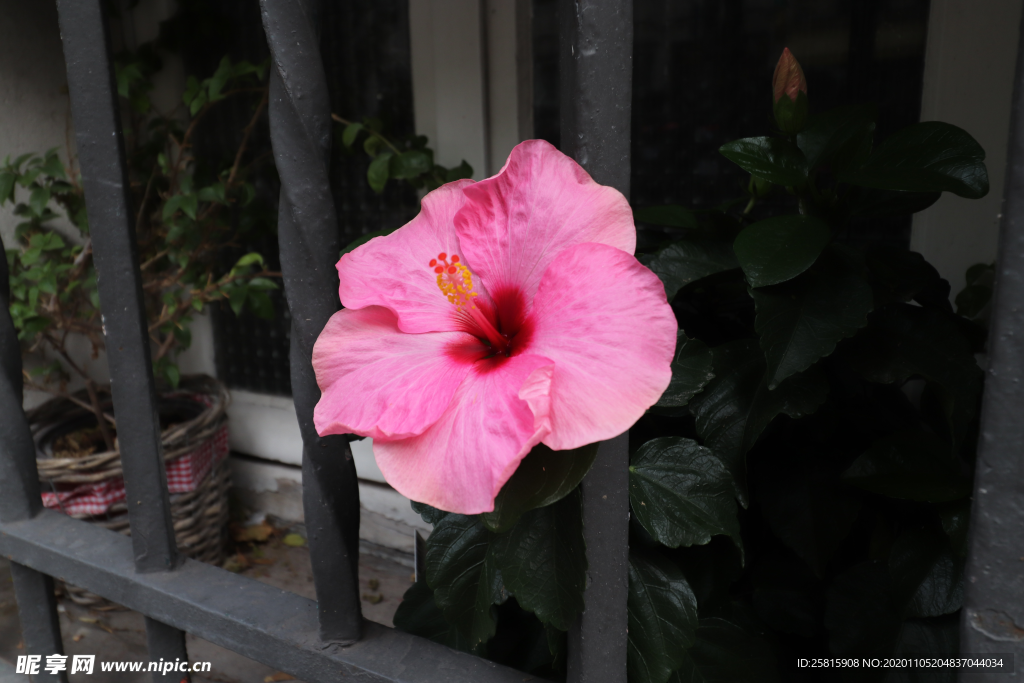 芙蓉花