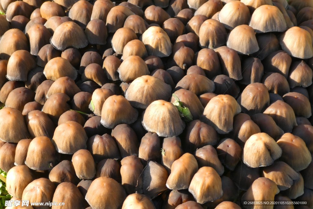 野生的蘑菇