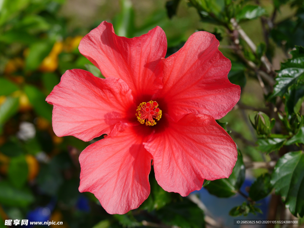 五颜六色的芙蓉花