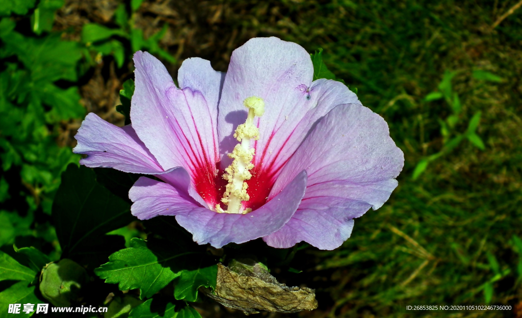 五颜六色的芙蓉花