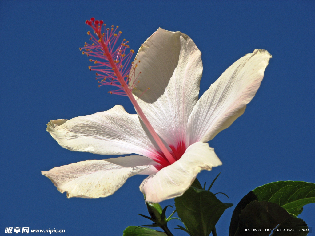 芙蓉花