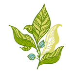 清新绿植