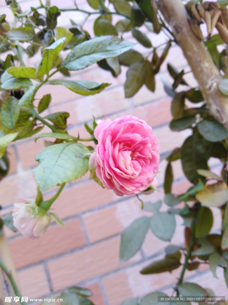 花