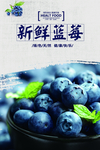 蓝莓海报