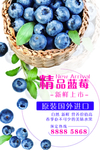 蓝莓海报