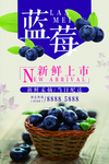 蓝莓海报