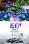 蓝莓海报