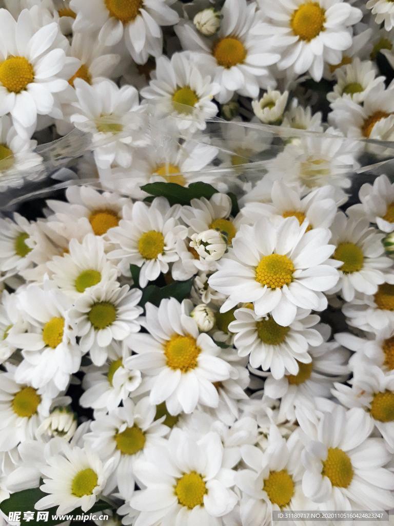 雏菊