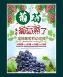 葡萄海报展板