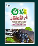 葡萄海报
