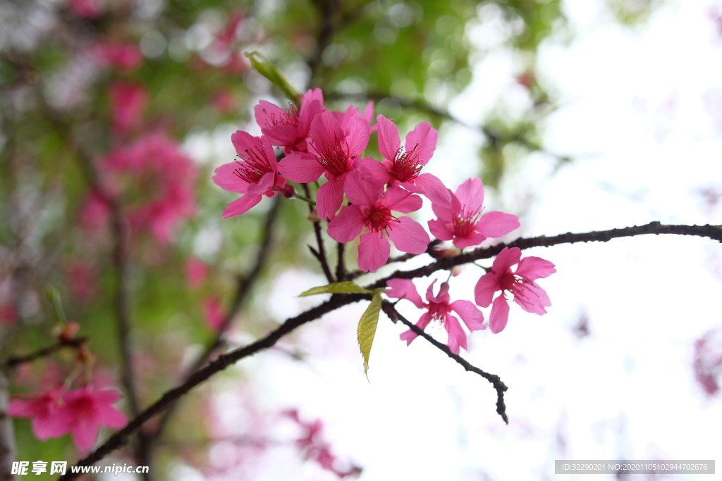 樱花