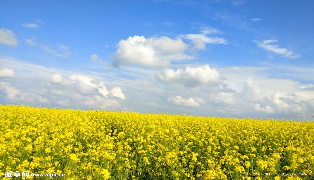 油菜花天空