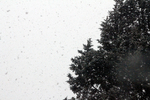 雪中松树
