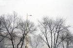 雪中摇曳的树