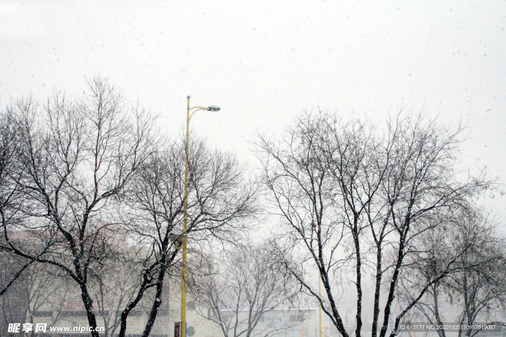 雪中摇曳的树