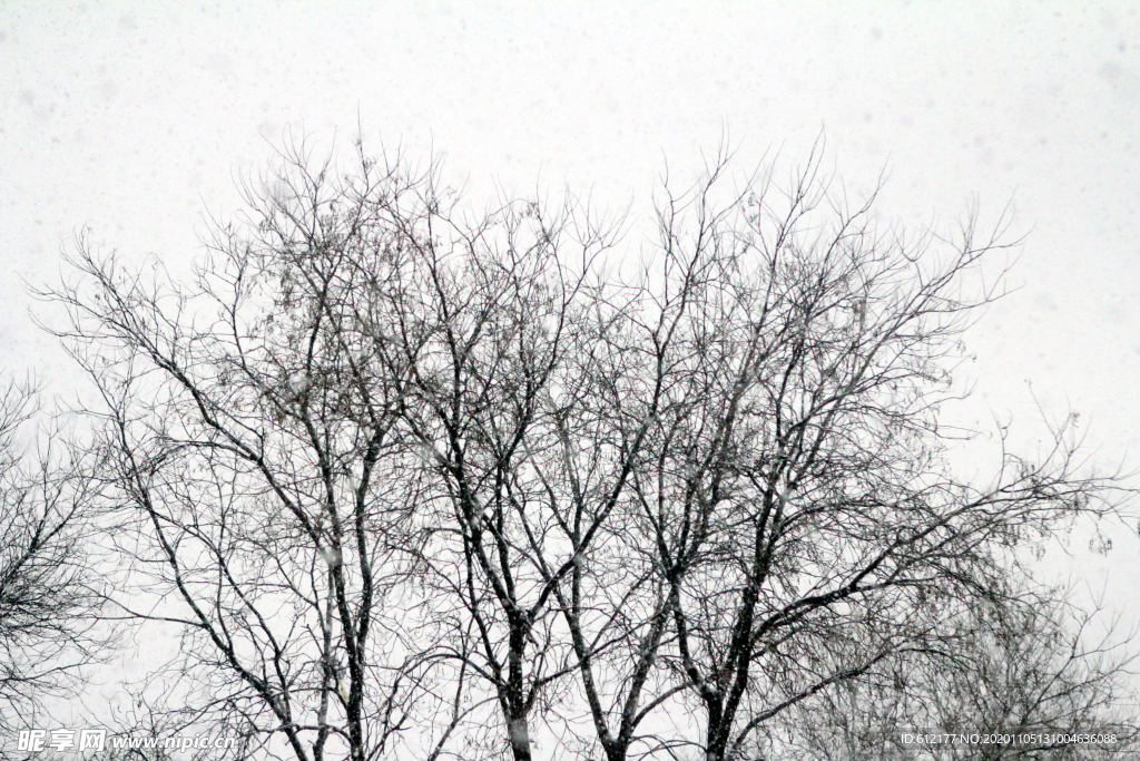 雪中摇曳的树