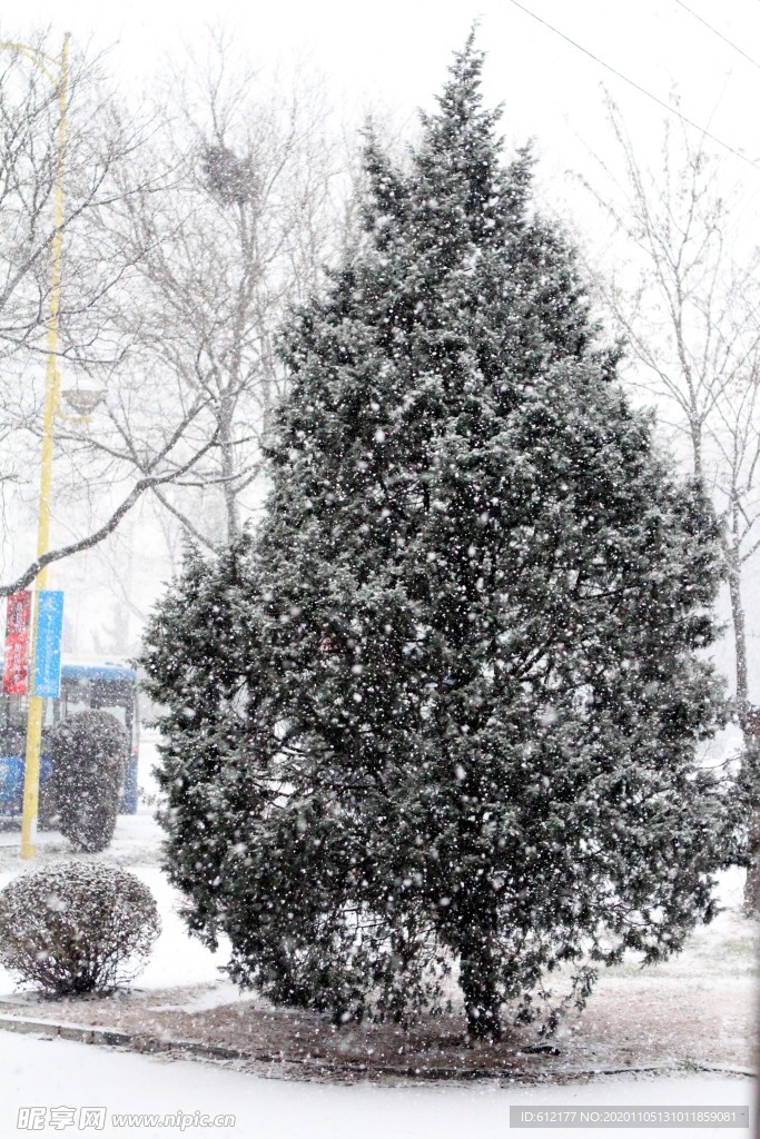 大雪中的松树