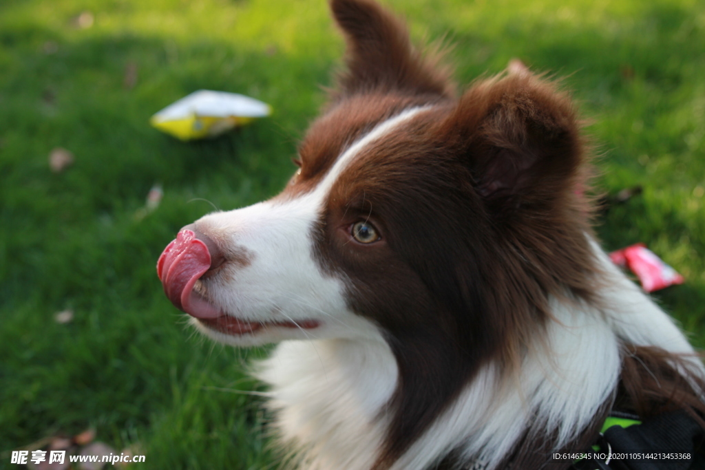 边境牧羊犬