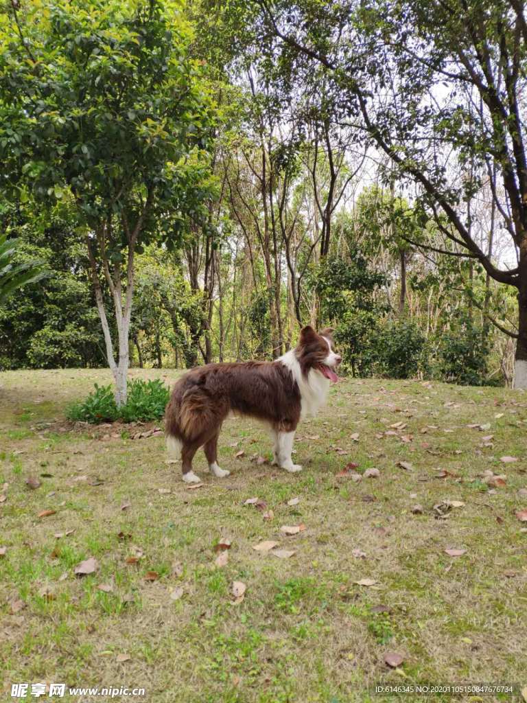 边境牧羊犬