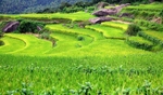 梯田