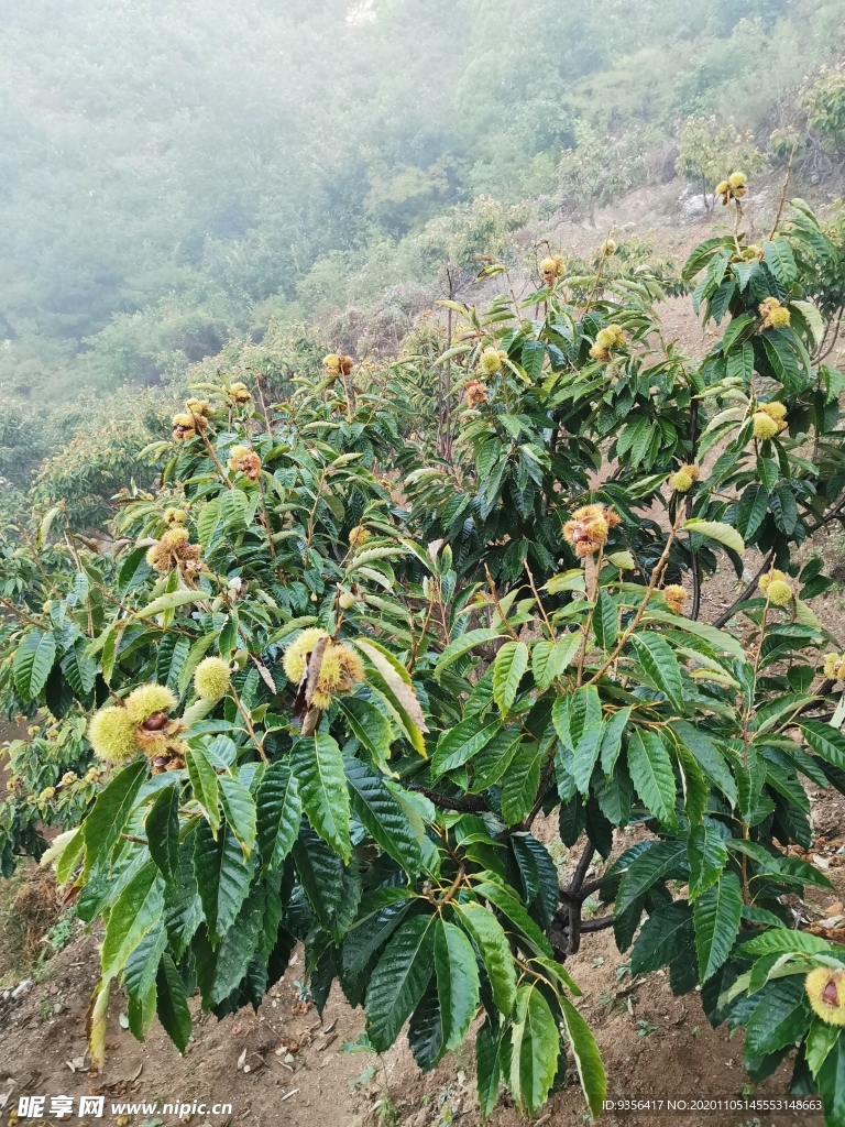 板栗