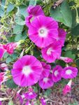 牵牛花