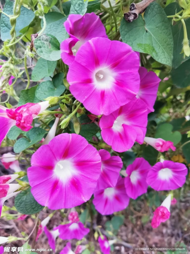 牵牛花