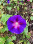 牵牛花