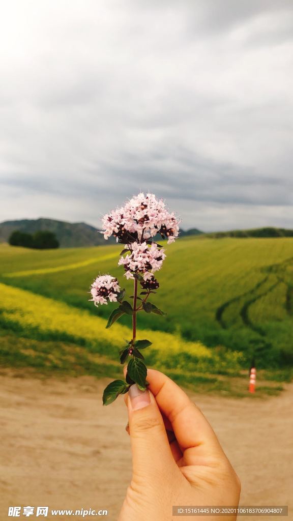 奇台  油菜花 风景