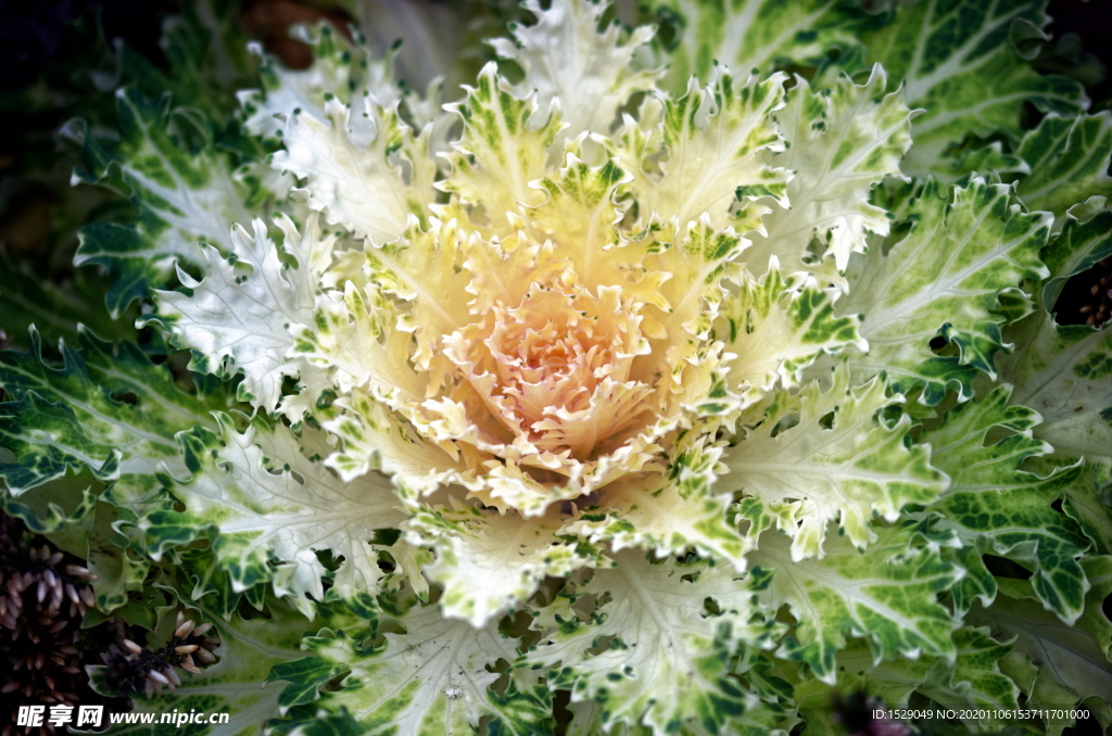 花朵摄影