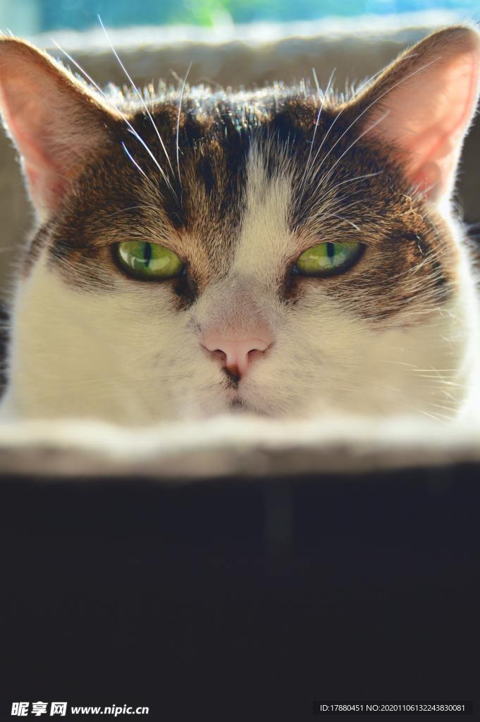 猫