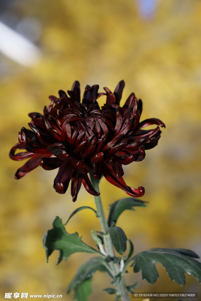 菊花