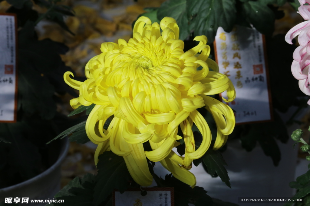 菊花