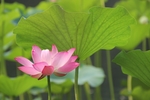 莲花