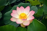 莲花
