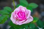 玫瑰花