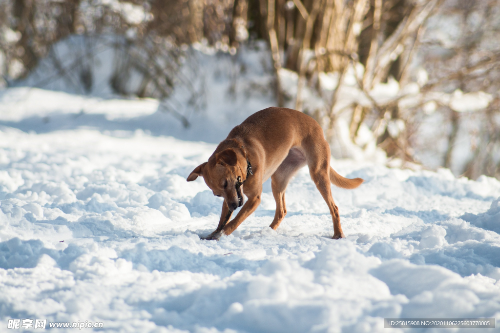 雪地狐狸