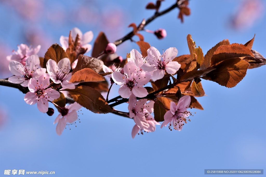 樱花