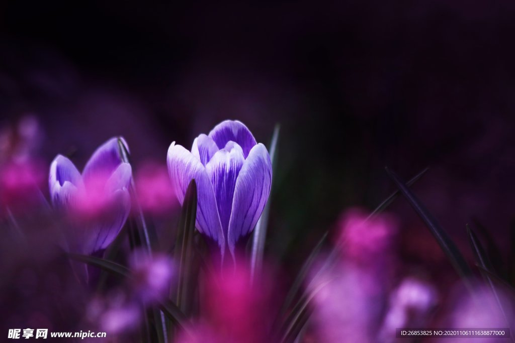 精灵般紫色番红花