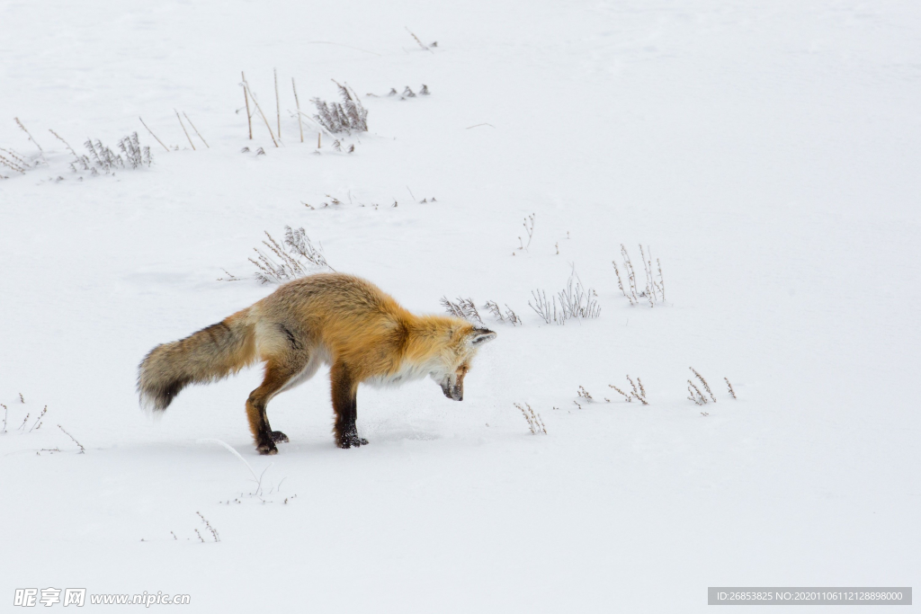 雪地里的尖嘴狐狸
